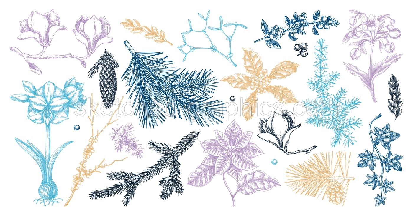 Winter flower, conifer trees, evergreen plants sketches. Vintage Christmas design elements in color. Hand drawn vector illustration. NOT AI generated Illustration